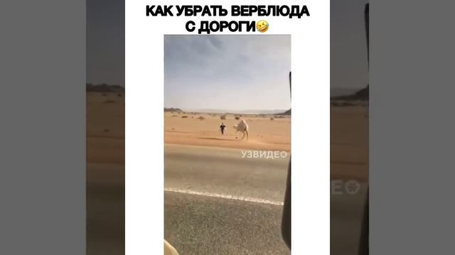 Украл верблюда???