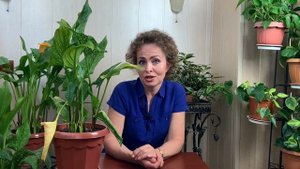 У КАЛЛЫ скручиваются и желтеют листья