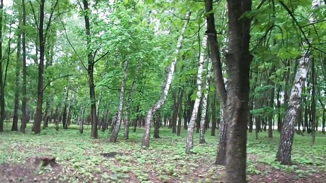 Весенние звуки парка
