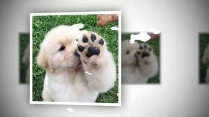 Милые, забавные собачки-2