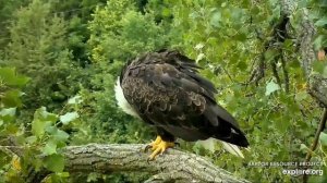 Decorah Eagles 8-28-20, 7:00 am Mom on M2, DM2 on the Y, preening