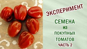 Томаты из покупных. Эксперимент часть 2. Подводим итог. #томаты #овощи #эксперимент #семена