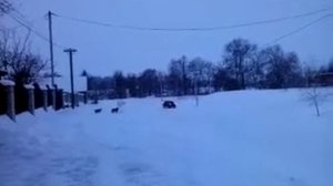 смз сзд мотоколяска двигатель фиат126 .