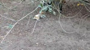 Джек Рассел притравка на кабана