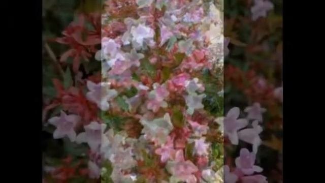 Абелия Корейская красивый кустарник
