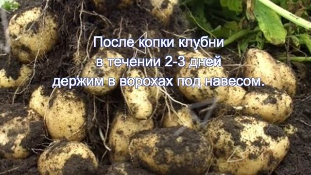 картофель, за 15 дней до выкопки смотреть онлайн