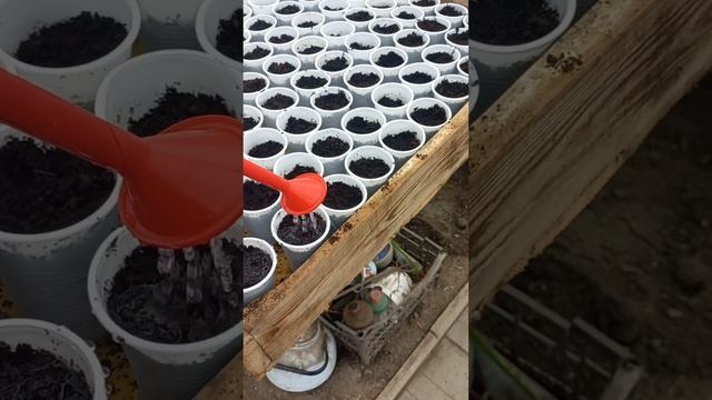 теплица, рассада, полив. смотреть онлайн