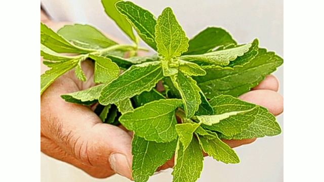 "Մեղրախոտ" բույսը համարվել ամենահզոր դեղաբույս☘" Стевия" самая мощная лекарственная трава ☘ ☘ 🍀 смотреть онлайн