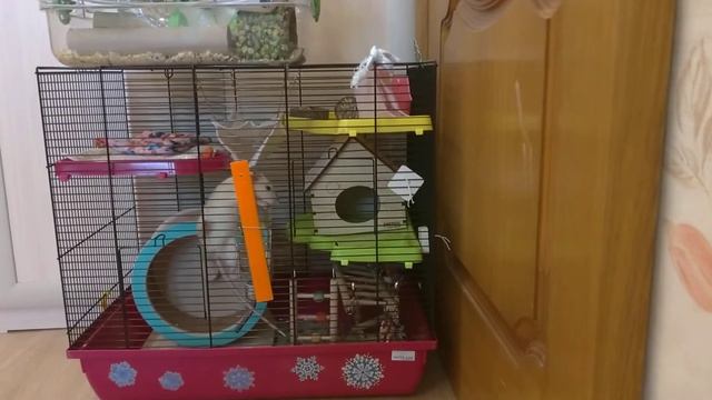 Какая поилка лучше шариковая или миска смотреть онлайн