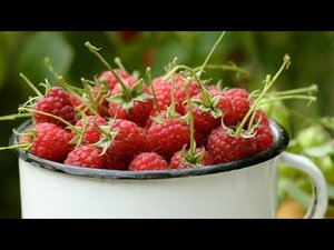 САМЫЕ ПОПУЛЯРНЫЕ СОРТА МАЛИНЫ.