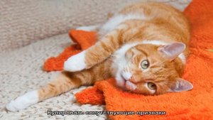 Глисты у кошек: причины, симптомы, лечение, профилактика