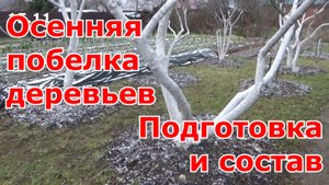 Подготовка деревьев к побелке. Обработка от вредителей, болезней. Заживляющий состав. Чем белить.