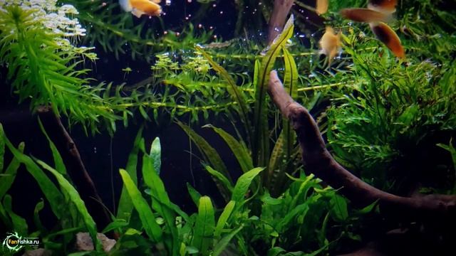 Лялиусы и все о них: виды, содержание, разведение! смотреть онлайн