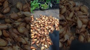 Как сохранить севок до весны в отличном состоянии.