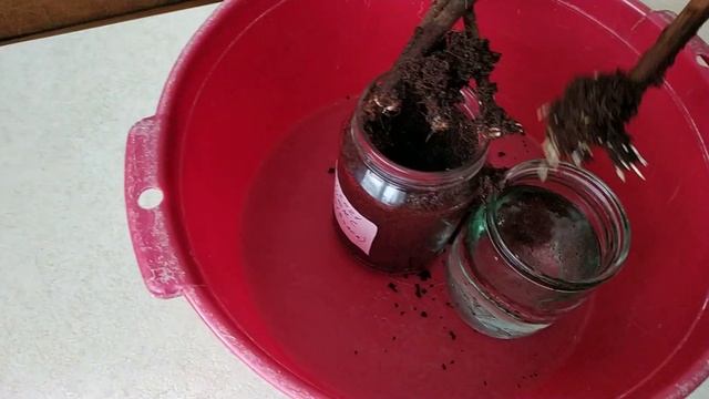 Укоренение черенков винограда 2021. Клонекс гель (Clonex Gel) результат на 12 день. смотреть онлайн