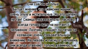 7 ИНТЕРЕСНЫХ ФАКТОВ О СИАМСКОЙ КОШКЕ//vasinoso|fact