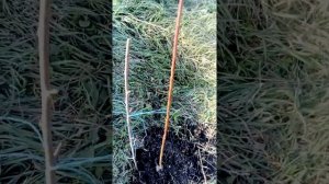 Персик Крымская Осень дерево номер два.