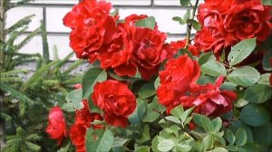 + Ф. Шопен - Нежность