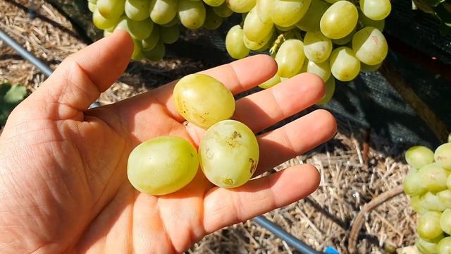 Виноград Вірастюк 2022 смотреть онлайн