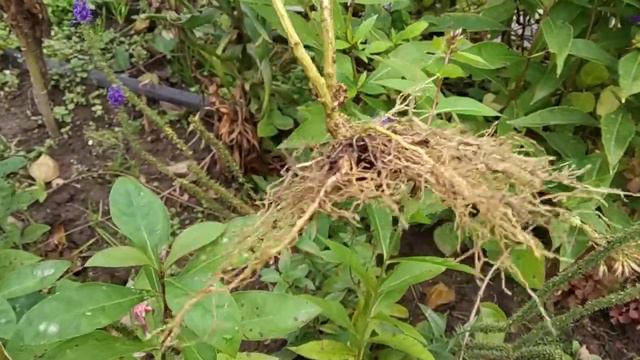 отличный результат весеннего черенкования метельчатых флоксов смотреть онлайн