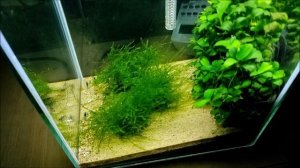 Креветочник 10 литров. Четыре месяца полёт нормальный.