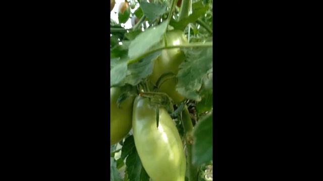 коллекционный сорт томата - Фиолетовая гордость Весселя.