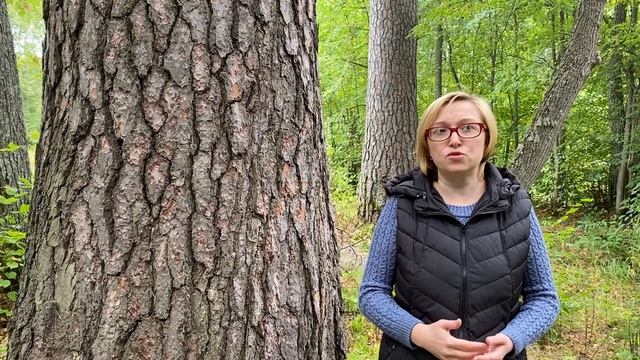 Реликтовые сосны в посёлке Вахтан, городского округа Шахунья смотреть онлайн