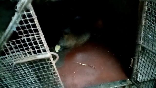 нутрия привела смотреть онлайн