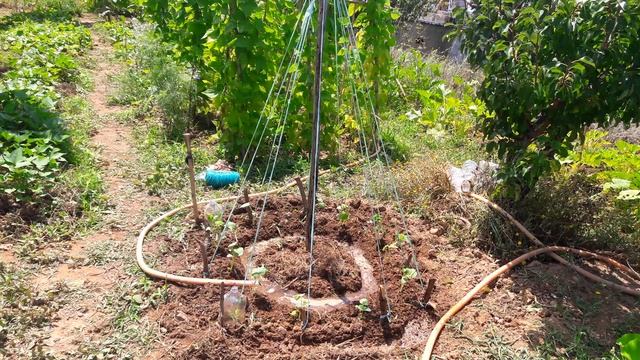 4 СПОСОБА ЗАЩИТЫ растений от ПТИЦ #пермакультура#птицы#огород#вредительство#способ#защита#италия смотреть онлайн