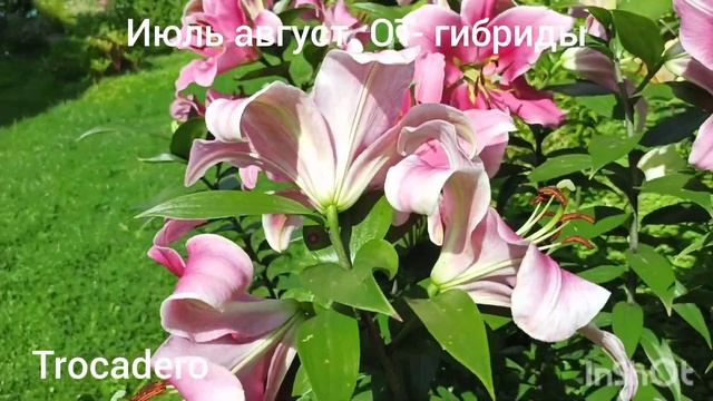 Сроки цветения лилий разных групп: Мартагоны, Азиатские, Восточные,ЛА, ОТ-гибриды, более 50 сортов. смотреть онлайн