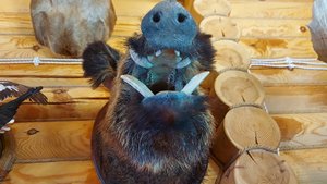 ОХОТА. НА КАБАНА.