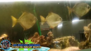 Зоопарк г.Чита Аквариум