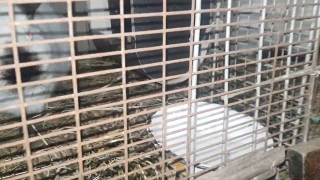 Окролы кроликов! Разведение кроликов! Удачные и не очень. Всё о кроликах. смотреть онлайн