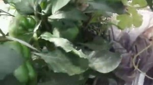 30.07.2016 г. гидропоника на даче помидор, баклажан перец, первый урожай баклажан