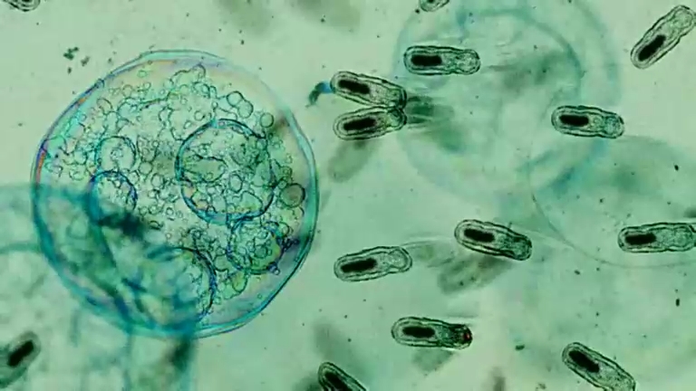 Ark Convalescent Home смотреть онлайн