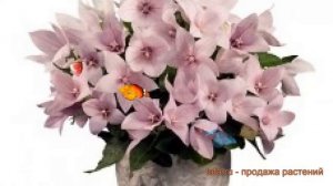 Платикодон обыкновенный Пинк ? платикодон Пинк обзор: как сажать семена платикодона Пинк