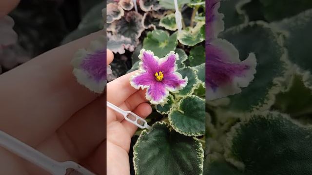 Фиалка ВаТ-Бурлеск