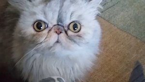 Персидская кошка Ксюша ругается