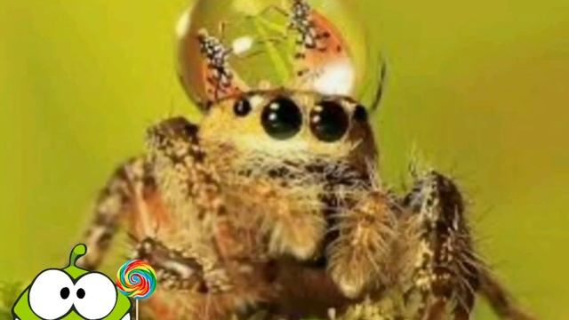 Паук скакун-идеальный домашний питомец (новая рубрика)