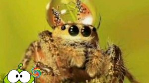 Паук скакун-идеальный домашний питомец (новая рубрика)