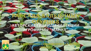 Рассада БАЛКОННЫХ огурцов селекции Агрофирмы Манул!