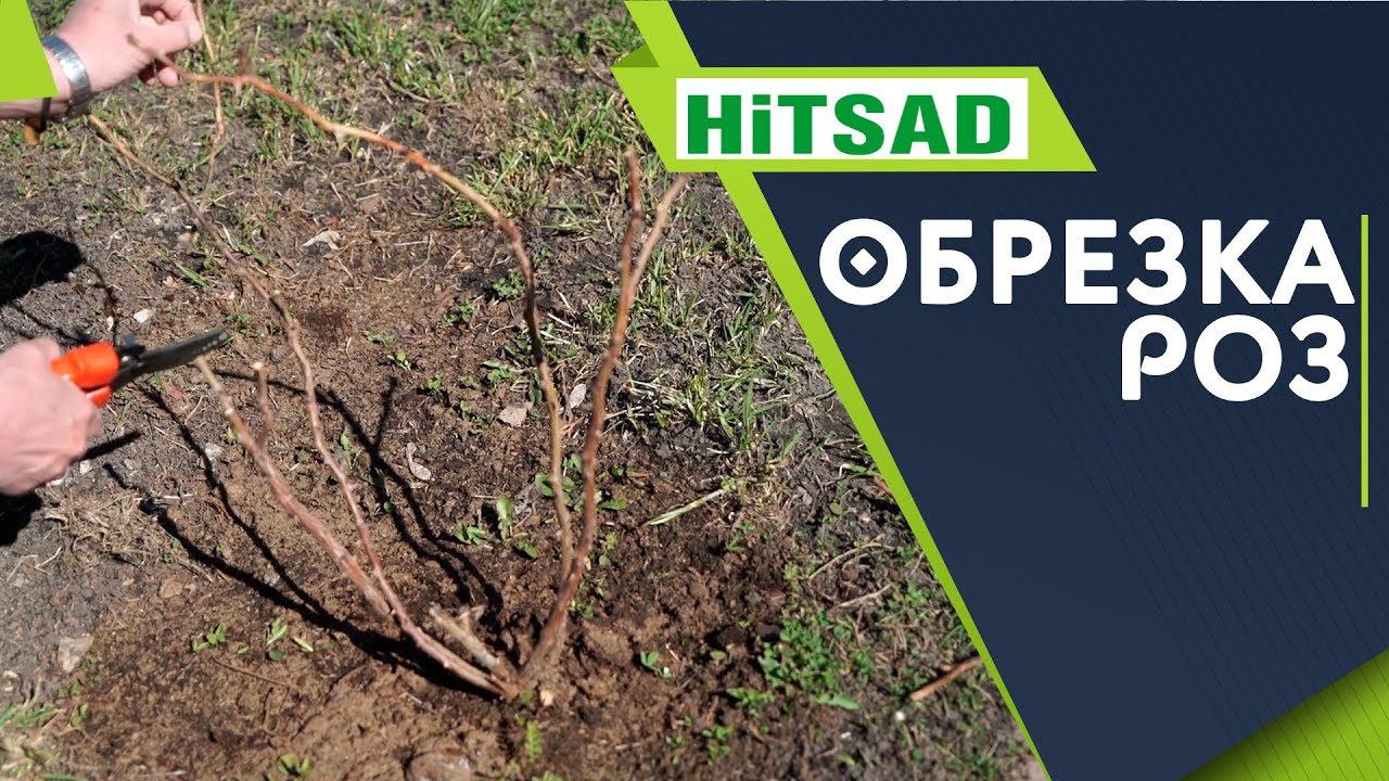 Правильная Обрезка Роз  Розы Весной   Советы От Хитсад ТВ hitsadtv роза флорибунда