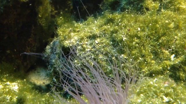 Шоколадный Хирург и рыбы Ангелы. Океанариум Анапа смотреть онлайн