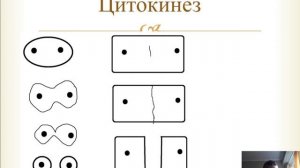 Урок 21 деление клеток. Мейоз и митоз простыми словами
