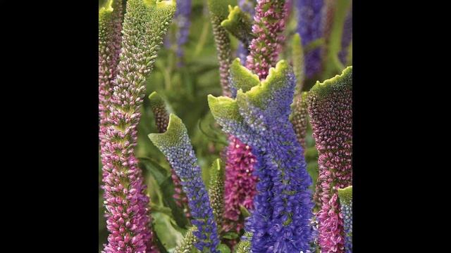 ВЕРОНИКА (VERONICA) сем. Норичниковые смотреть онлайн