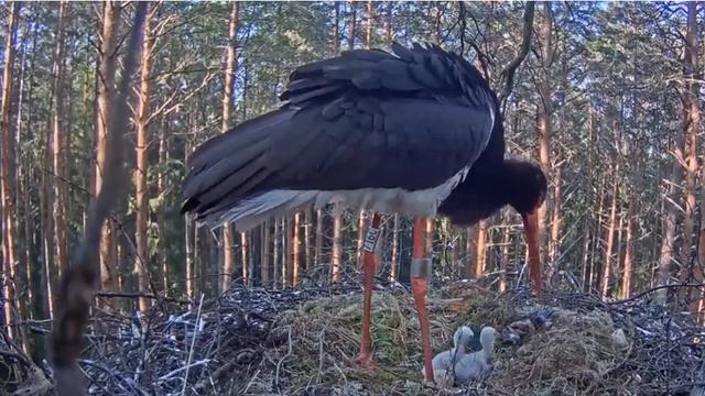 Черный аист . Аистенок проглатывает большой кусок еды. смотреть онлайн