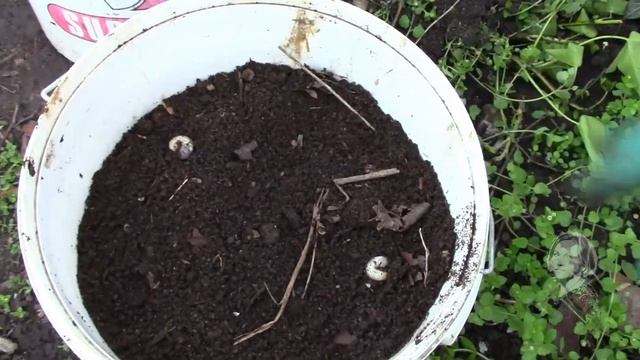 ПЕРЕГНОЙ И ЖУК БРОНЗОВКА, ЧТО ИХ СВЯЗЫВАЕТ