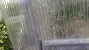 Насекомые в поликарбонате. Вот что бывает когда не защищены соты поликарбоната.