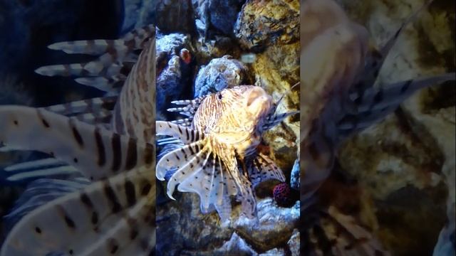 Рыба с ядовитыми шипами — Коричневополосая крылатка-зебра. Pterois. Striped lionfish