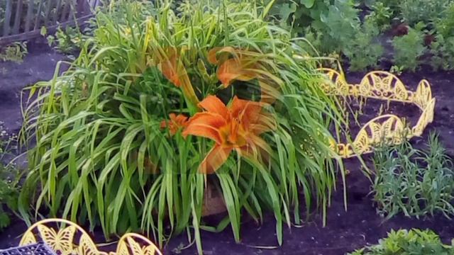 Проверка лайфхаков для дачи #дача #лайфхаки #старые #цветы #ящики #дуги #бочки #поделки смотреть онлайн